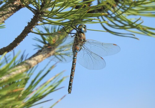 Blue-eyed Darner photographed in Colorado