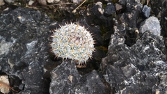 Mammillaria albilanata