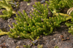Diphasiastrum alpinum
