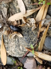 Anisodactylus harrisii