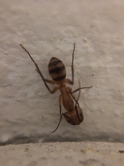 Camponotus zonatus