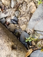 Anisodactylus harrisii