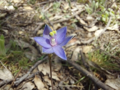 Thelymitra inflata