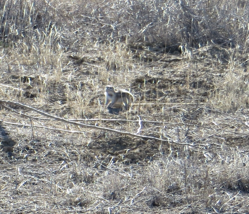 Ammospermophilus nelsoni
