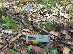 Thelymitra inflata