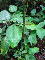 Triplaris americana