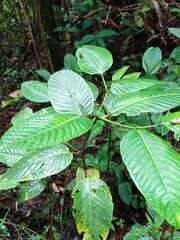 Triplaris americana