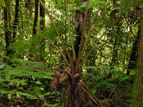 Cyathea schiedeana observed 2022-07-26