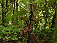 Cyathea schiedeana
