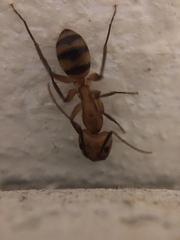 Camponotus zonatus