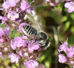Megachile leachella