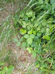 Rubus pedemontanus