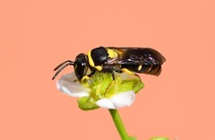 Hylaeus pictus