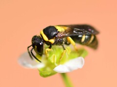 Hylaeus pictus