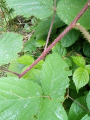 Rubus pedemontanus