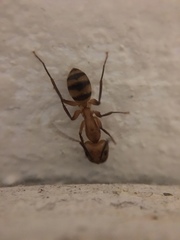 Camponotus zonatus