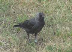 Corvus monedula spermologus