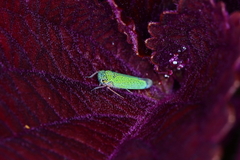 Versigonalia vermiculata