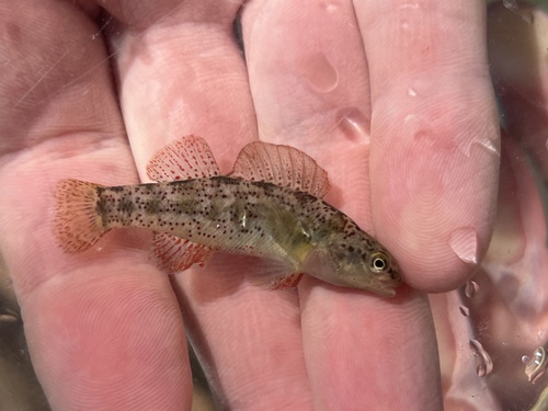 Rio Grande Darter