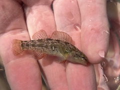 Etheostoma grahami