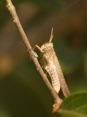 Abracris dilecta
