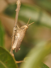 Abracris dilecta