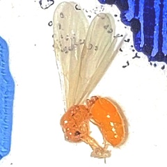 Solenopsis carolinensis