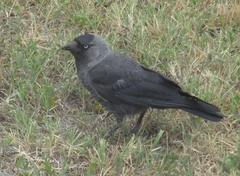 Corvus monedula spermologus