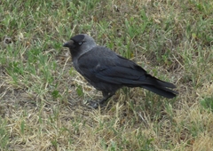 Corvus monedula spermologus