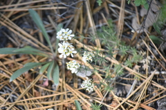 Leptosiphon melingii