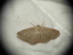 Idaea obsoletaria