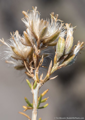 Tetradymia glabrata