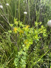 Hypericum myrtifolium