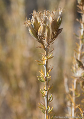 Tetradymia glabrata