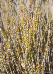 Tetradymia glabrata