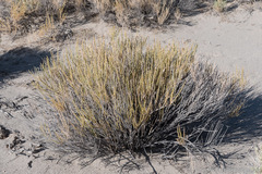 Tetradymia glabrata