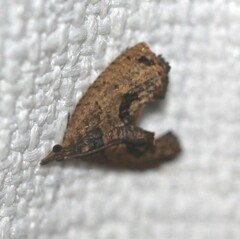 Taeniarchis catenata