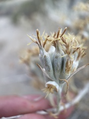 Tetradymia tetrameres