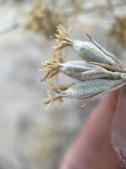 Tetradymia tetrameres