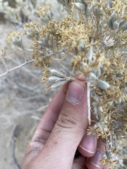 Tetradymia tetrameres
