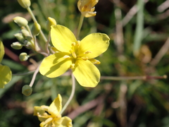 Diplotaxis tenuifolia