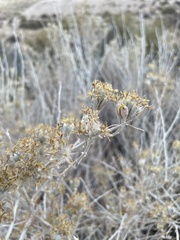 Tetradymia tetrameres