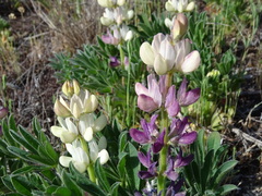 Lupinus gredensis