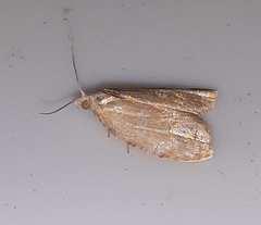 Acleris curvalana