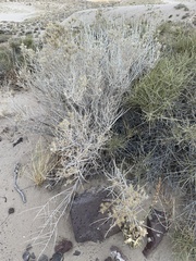 Tetradymia tetrameres