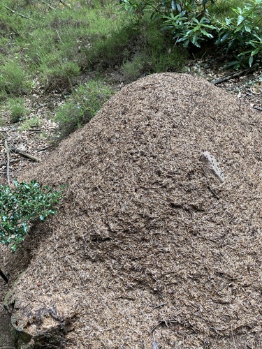 Formica polyctena × rufa