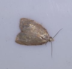 Acleris curvalana