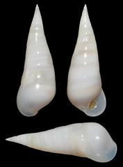 Melanella