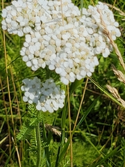 Achillea millefolium borealis