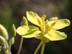 Diplotaxis tenuifolia